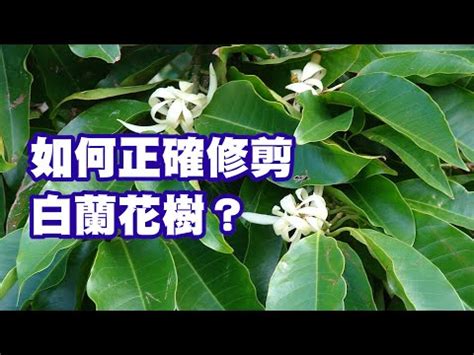 玉蘭花風水禁忌|【玉蘭花風水】玉蘭花風水：種植與禁忌，你一定要知。